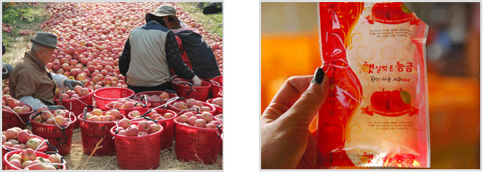사과 수확 모습, 사과즙 파우치 사진